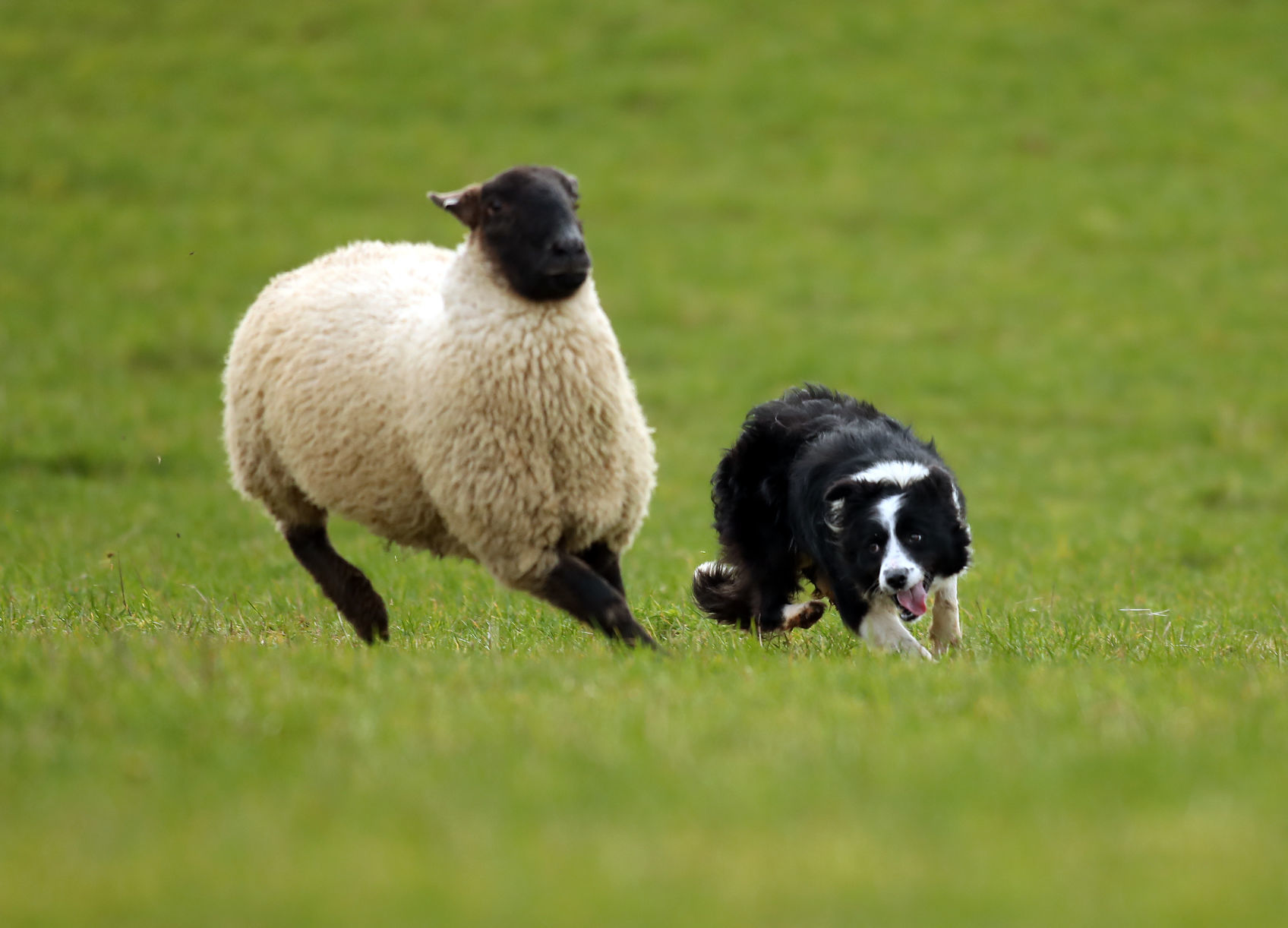 World's most expensive dog